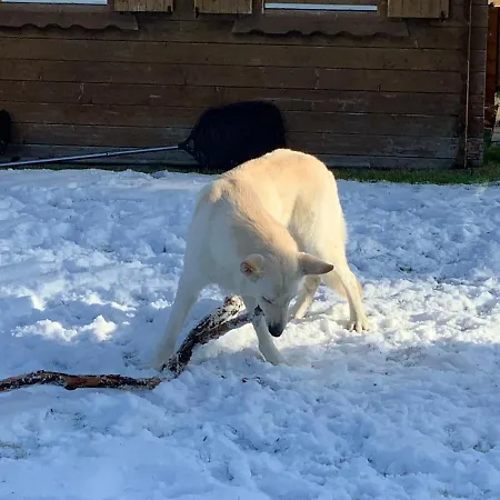 Ostfreesenhuus Vier Pfoten 펜션 *